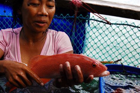 lapu lapu fish benefits|A Fish Called Lapu.